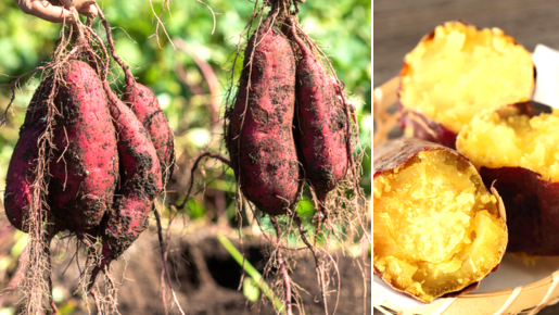<Web割対象商品>【キングツアーバス旅】富士山のふもとを走るローカル線“岳南電車” 桜えび尽くしと秋の味覚♪さつまいも収穫&焼きいも〔立川・京王八王子発〕3